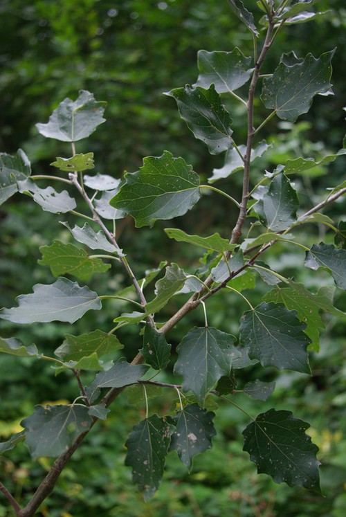 feuille