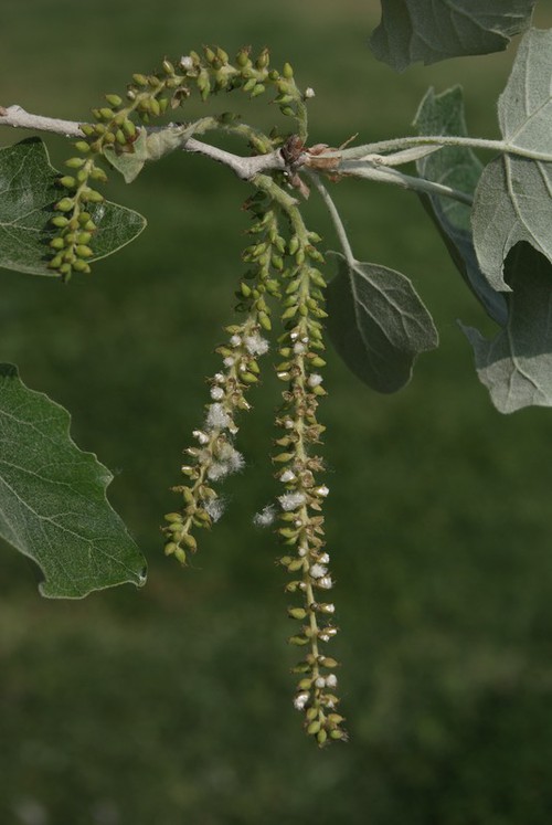 fruit