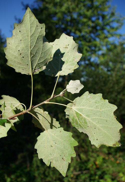 revers feuille