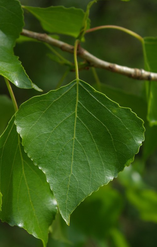 feuille