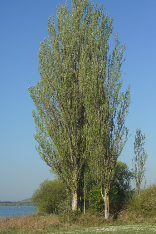 Plante entière