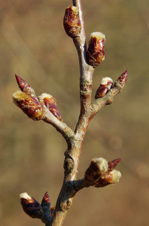 bourgeons à fleurs