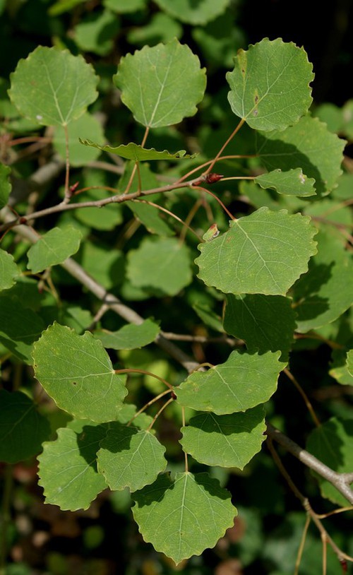 feuille