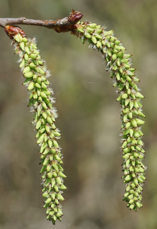 inflorescence femelle