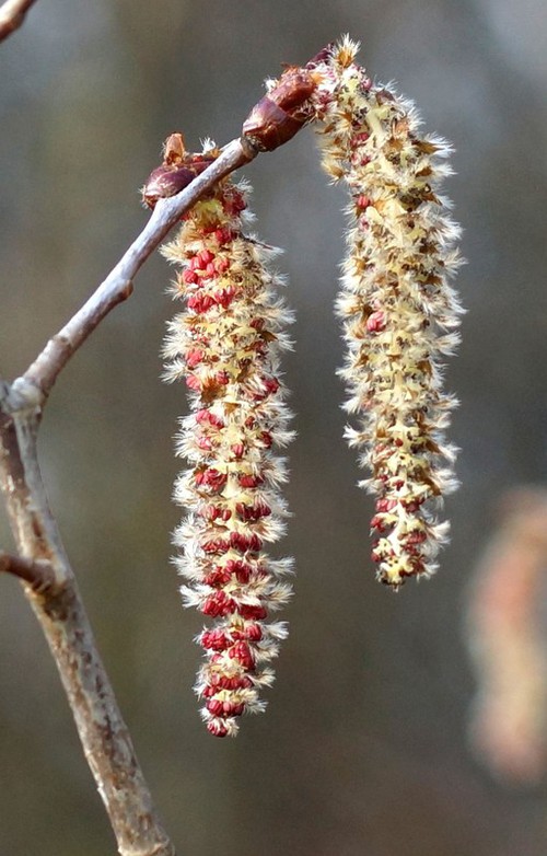 inflorescence mâle