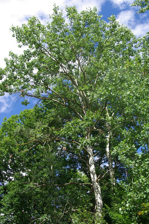 Plante entière