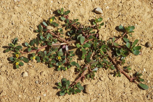 Plante entière