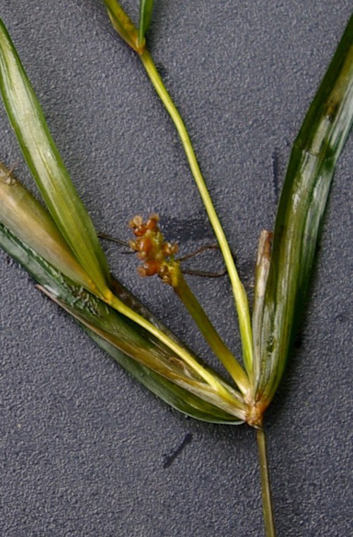 fruit