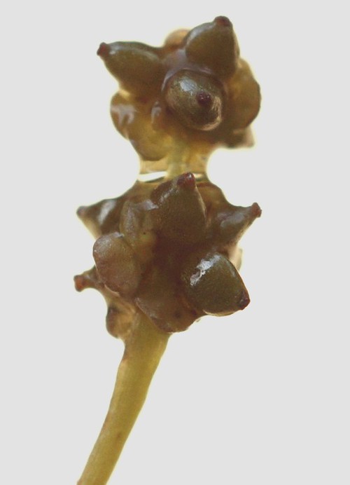 détail fruit