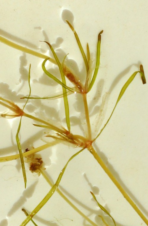 feuille