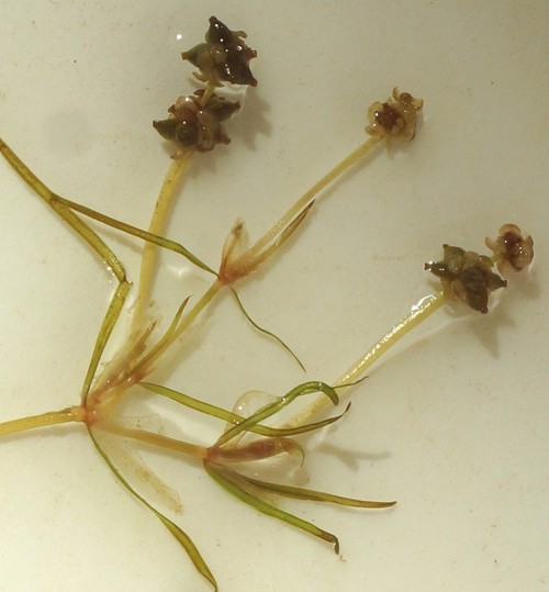 fruit