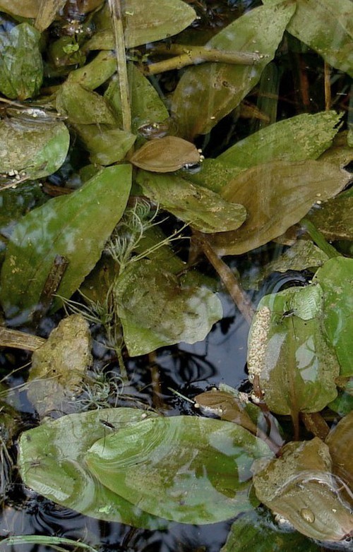 Plante entière