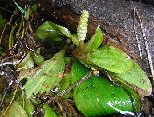 inflorescence