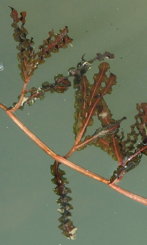 feuille