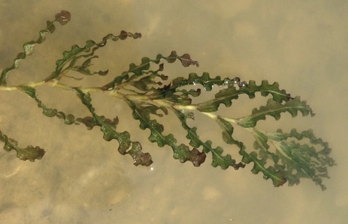 Plante entière