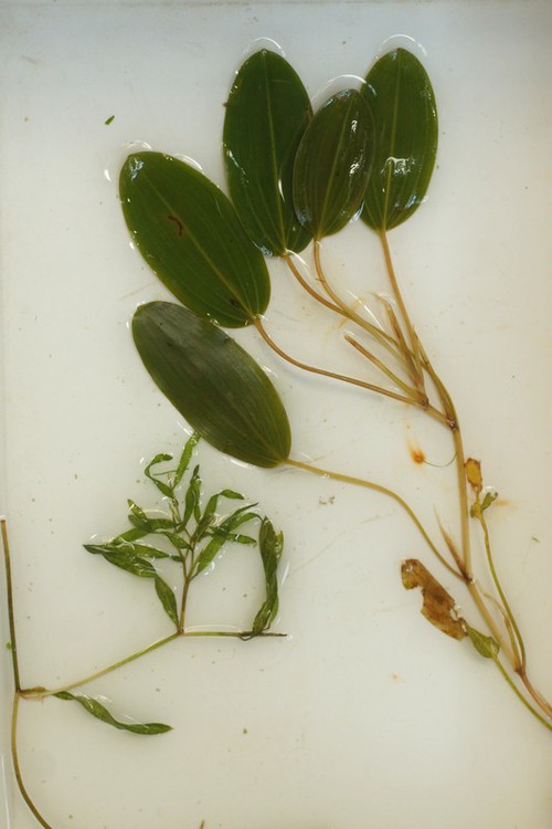 feuille