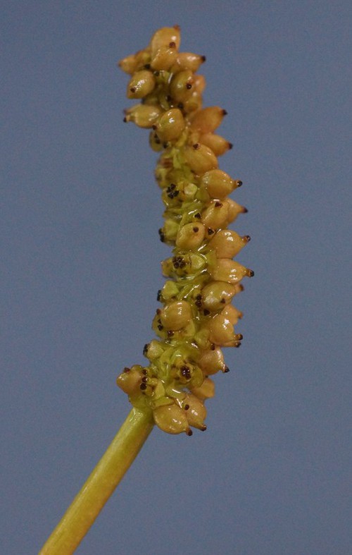 fruit