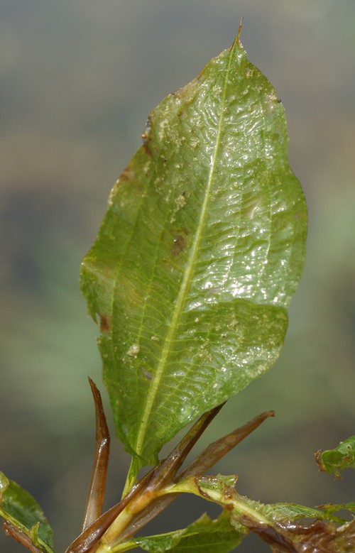 détail feuille