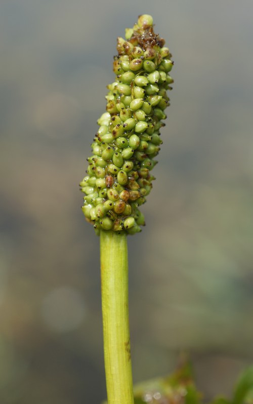 détail fruit
