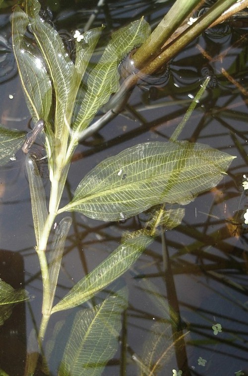 feuille