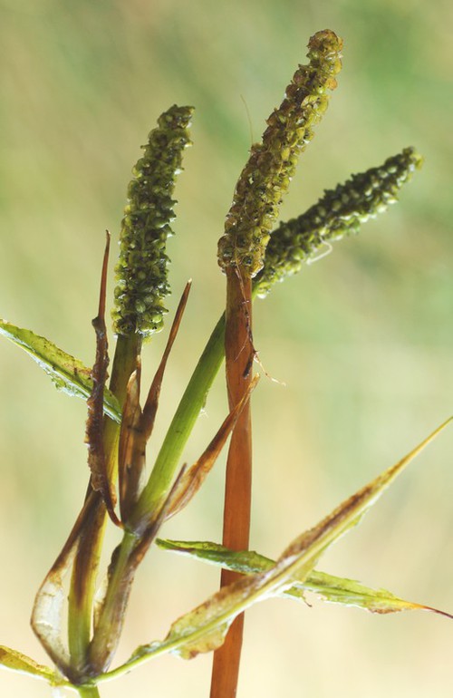 inflorescence