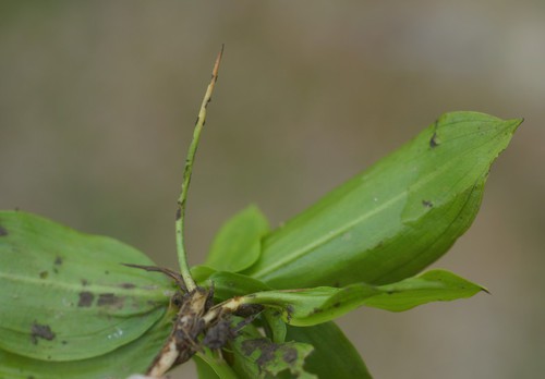 feuille réduite au pétiole