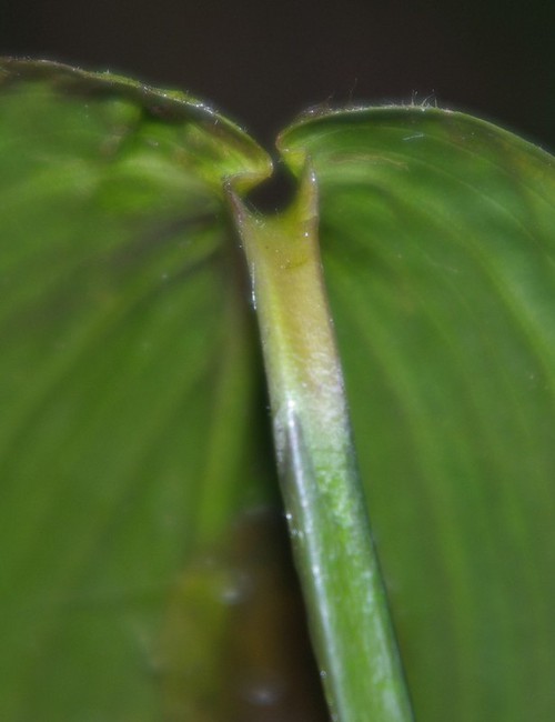 feuille