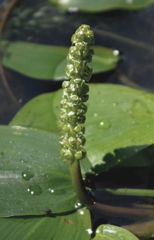 inflorescence