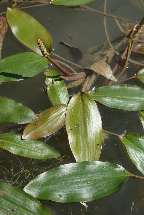 feuille