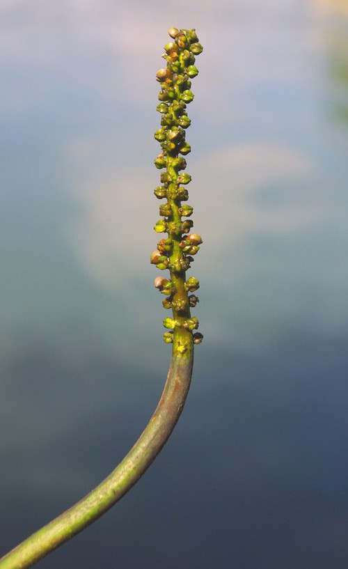 fruit