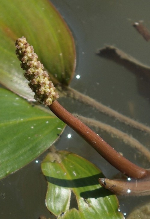inflorescence