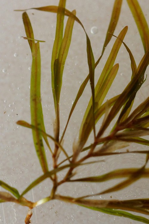 feuille