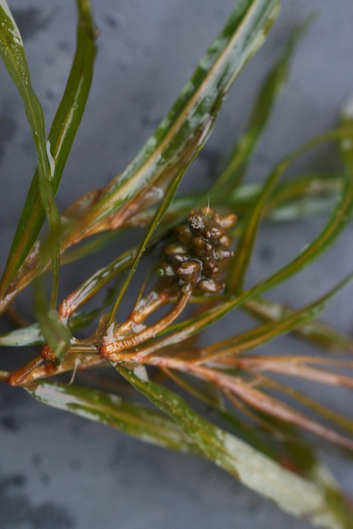 fruit
