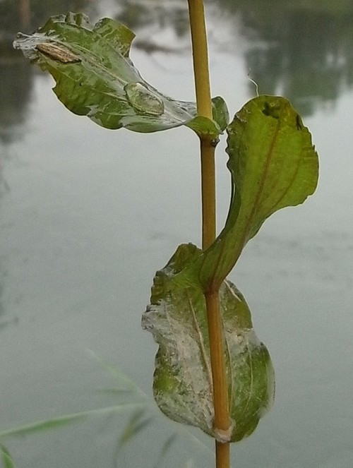 détail feuilles