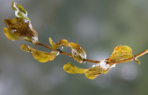 feuille