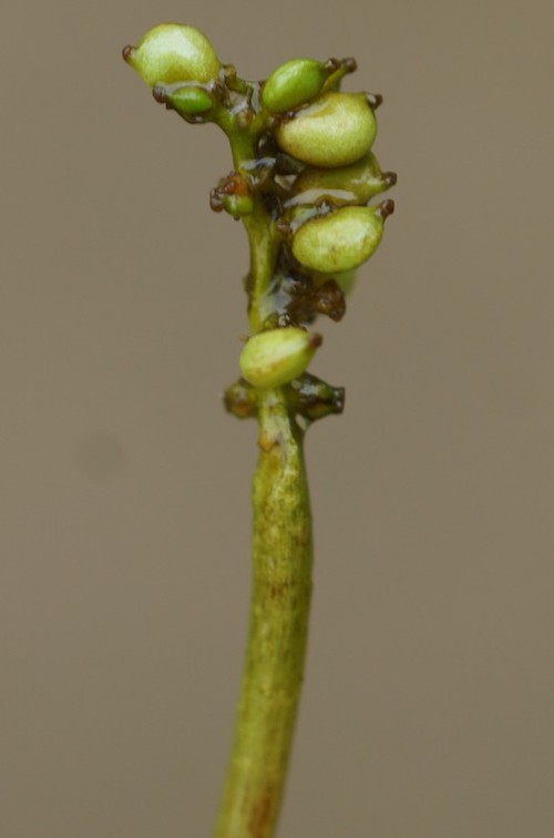 fruit