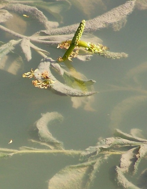 inflorescence