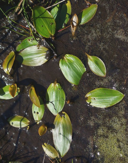 feuille