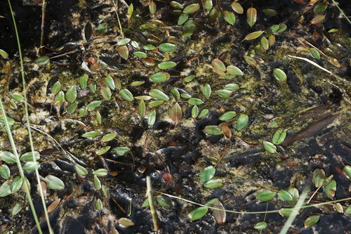 Plante entière