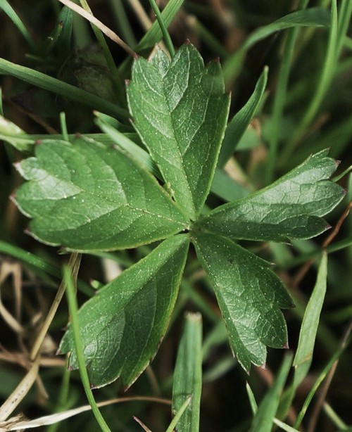 détail feuille