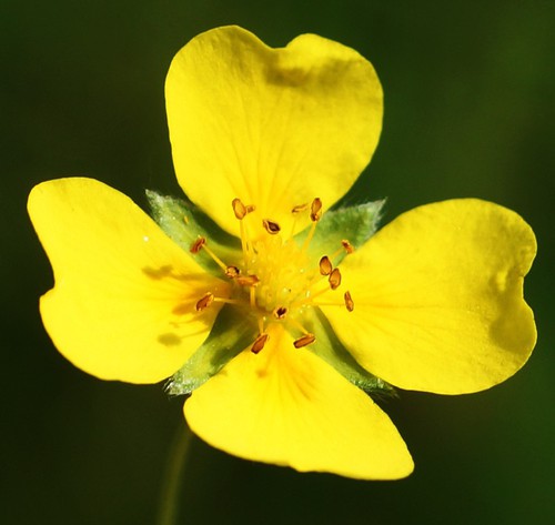 détail fleur