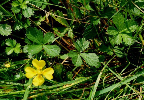 feuille