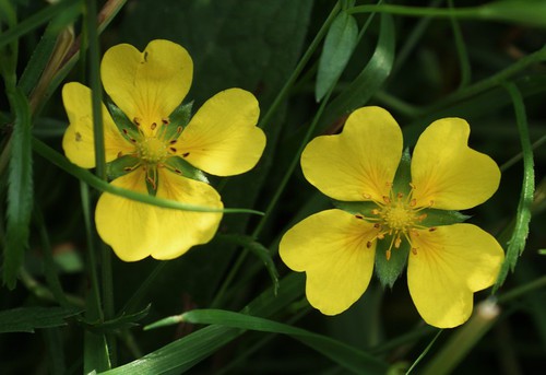 fleur
