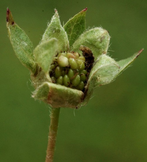 fruit