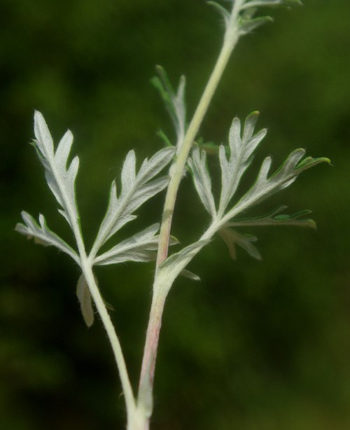feuille