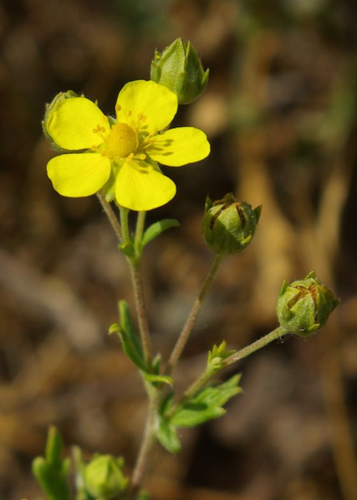 fleur