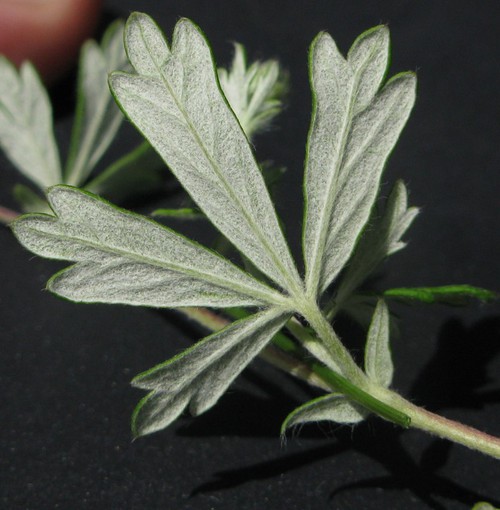 revers feuille