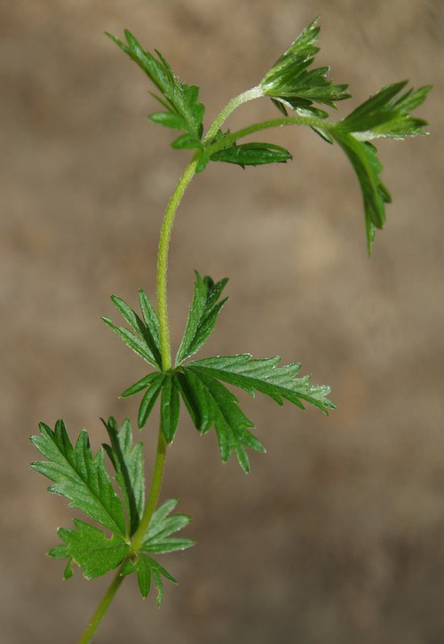 feuille