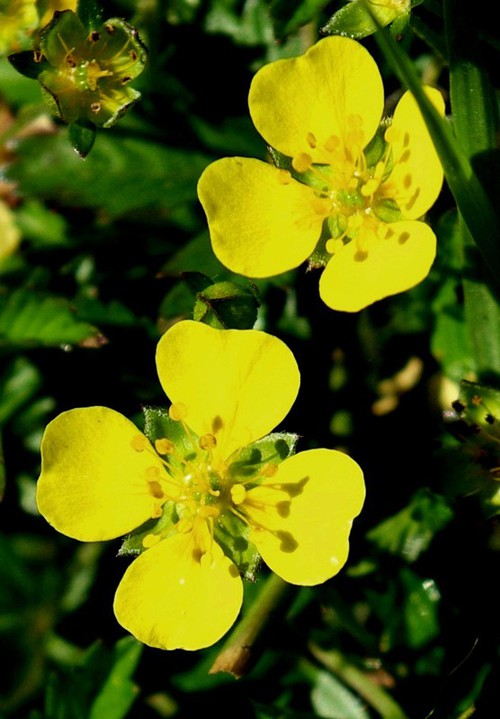 fleur