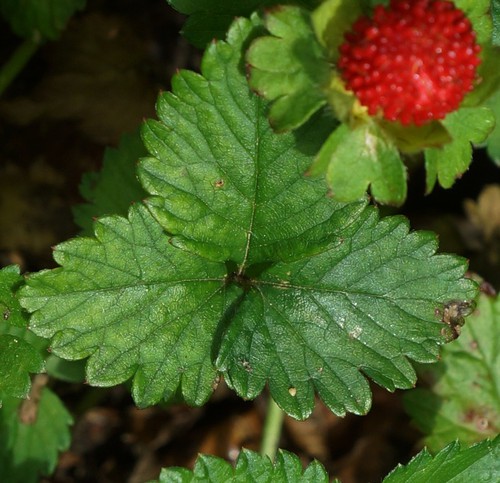 feuille
